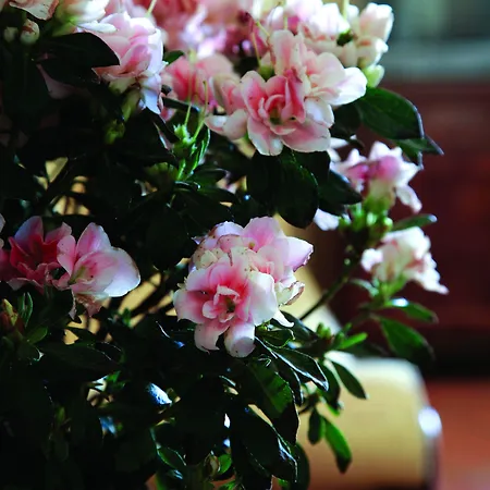 Luna Caprese Bed & Breakfast